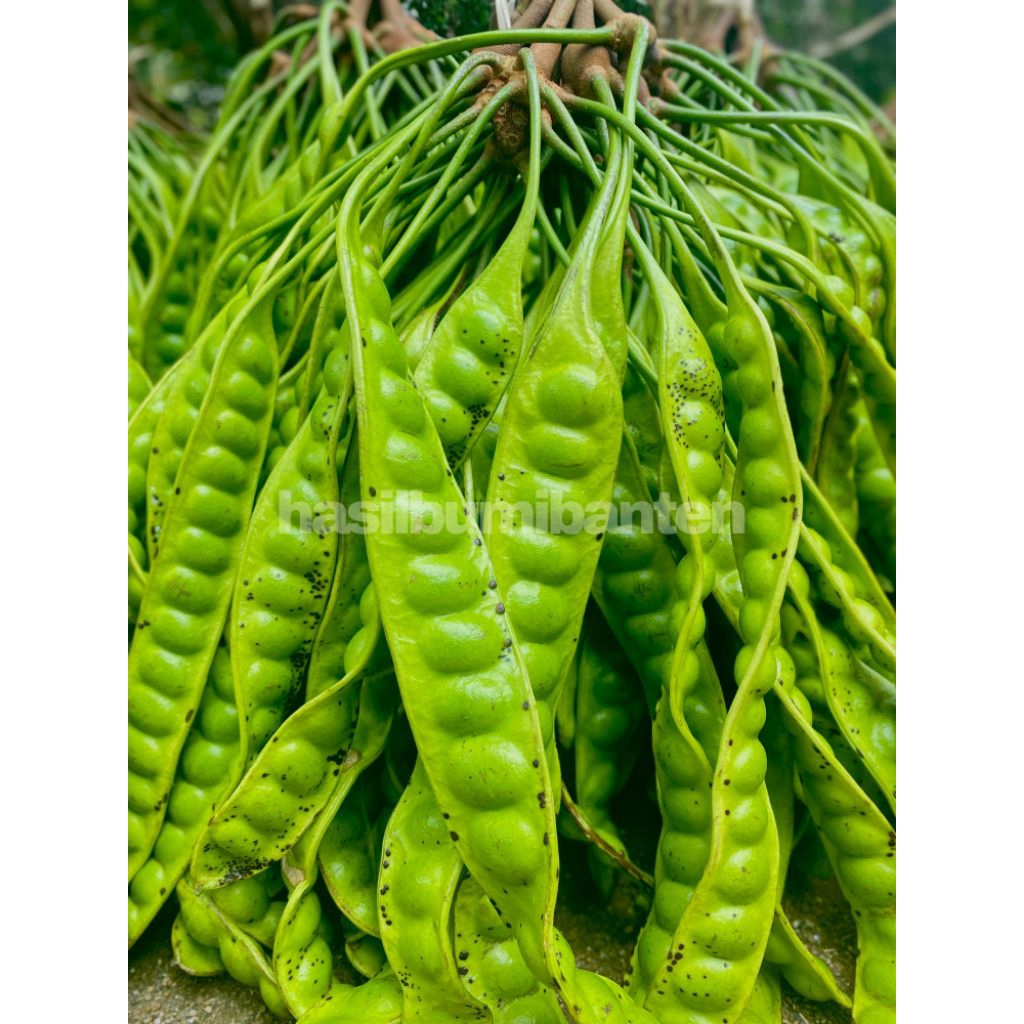 

PETE PETAI TUA FRESH ISI 90 PAPAN LONJOR