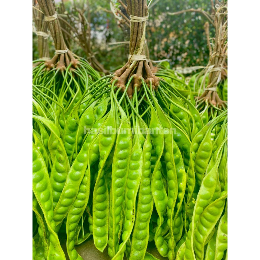 

PETE PETAI PADI PENDEK ISI 100 PAPAN LONJOR TUA SUPER