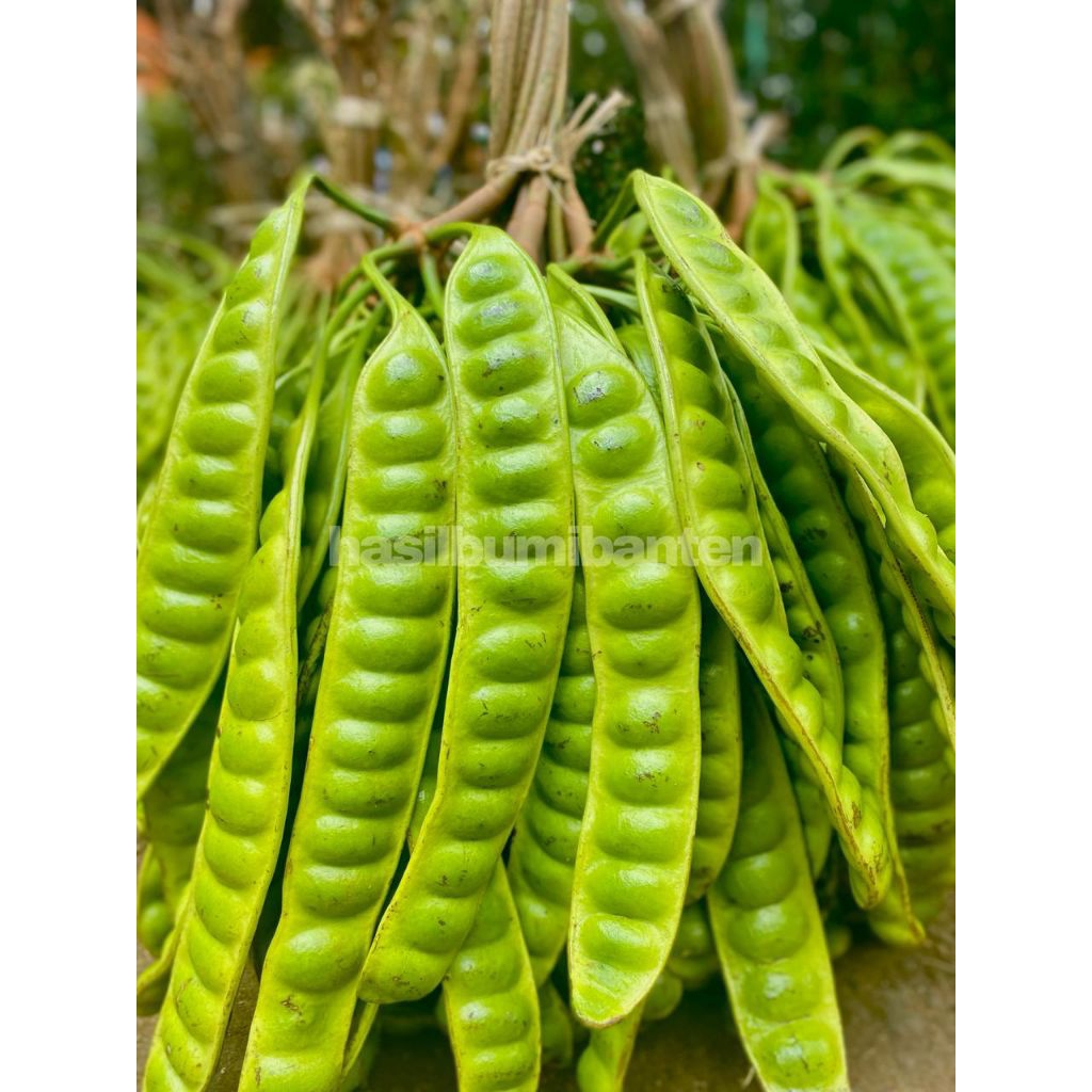 

PETE PETAI PADI PENDEK ISI 40 PAPAN LONJOR TUA SUPER