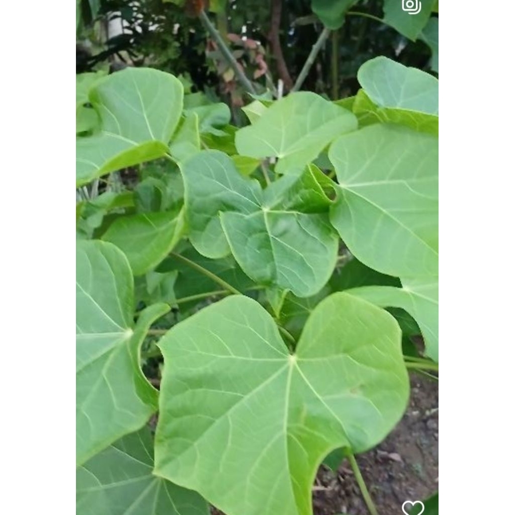 

Daun zarak segar 250 gr ( di petik dadakan )