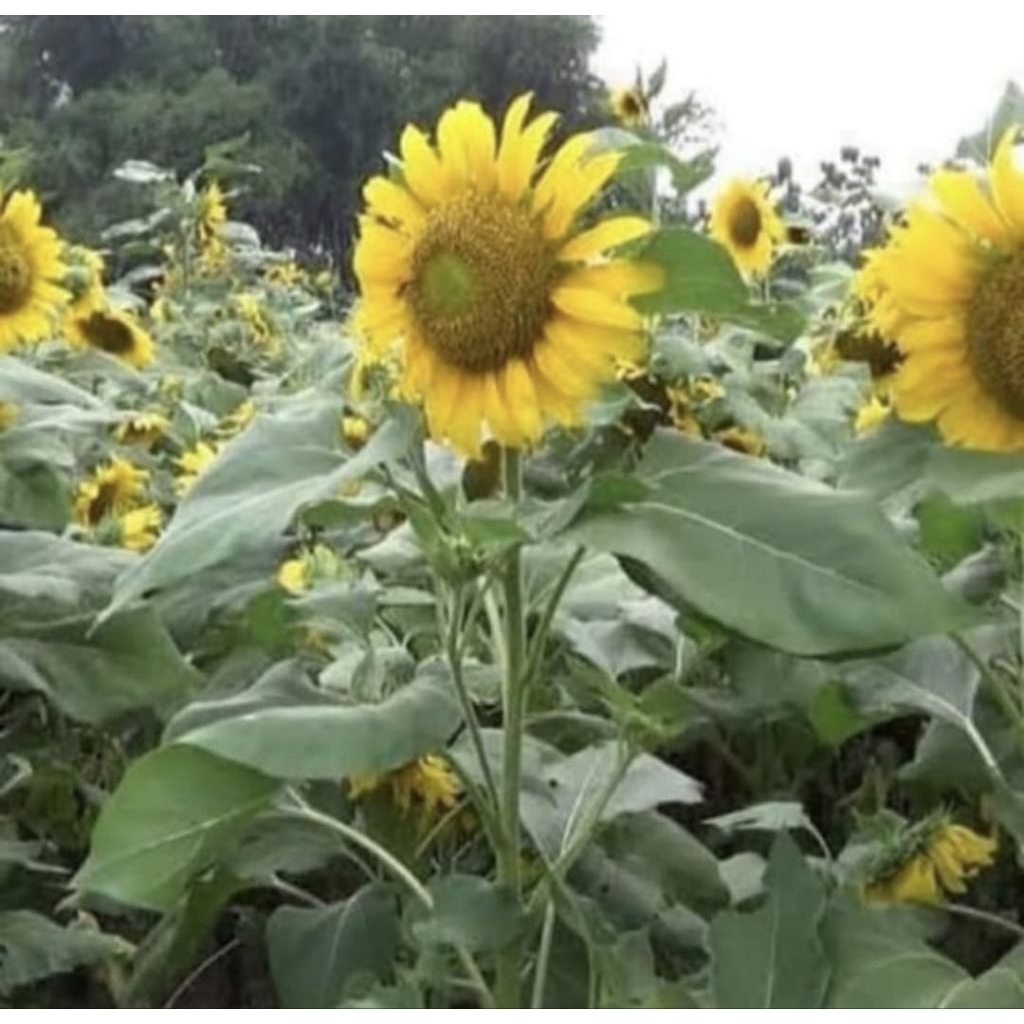 Pohon Bunga Matahari Besar / Sun Flower Bibit Tanaman Pohon Bunga Matahari