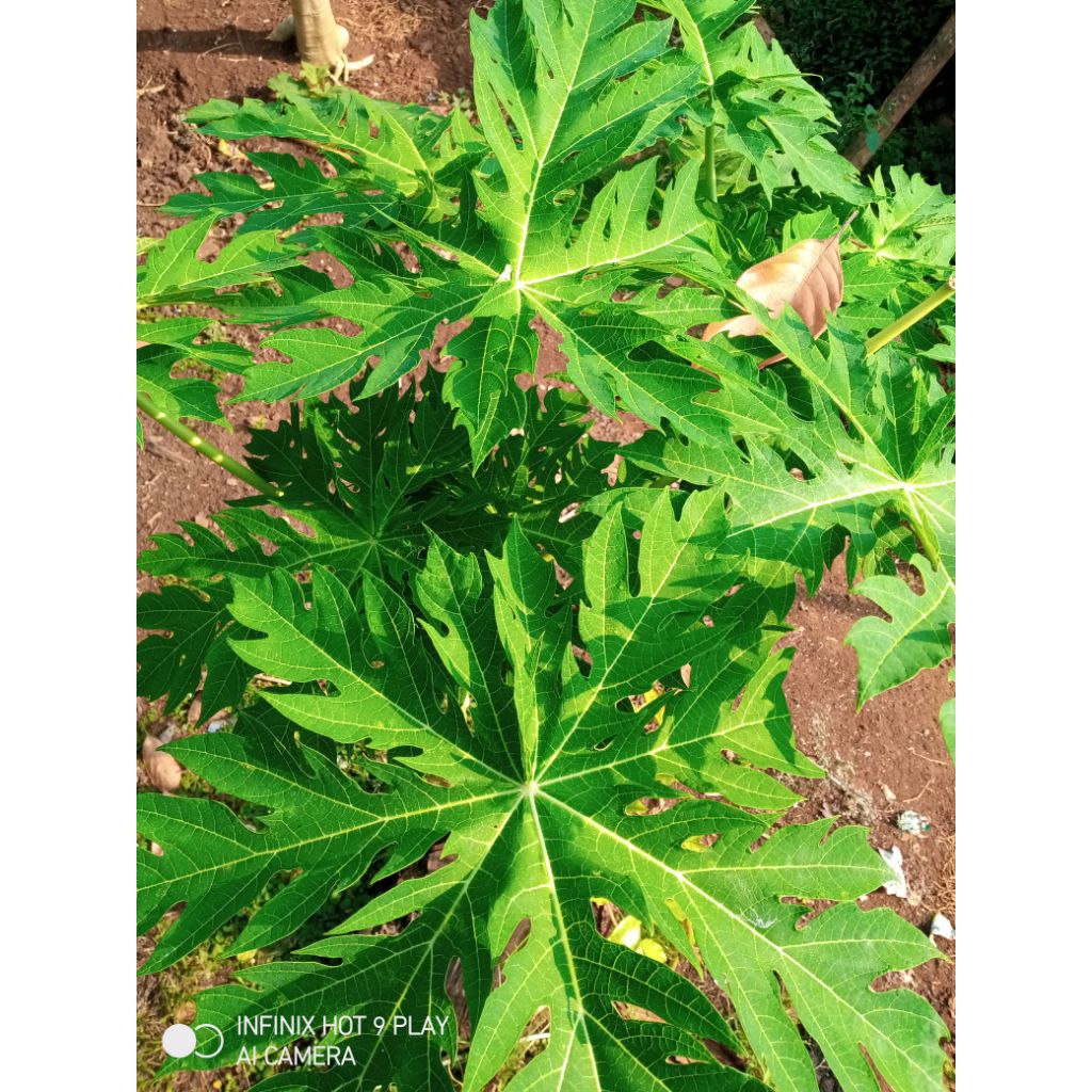 

daun pepaya segar di petik saat dipesan 500g