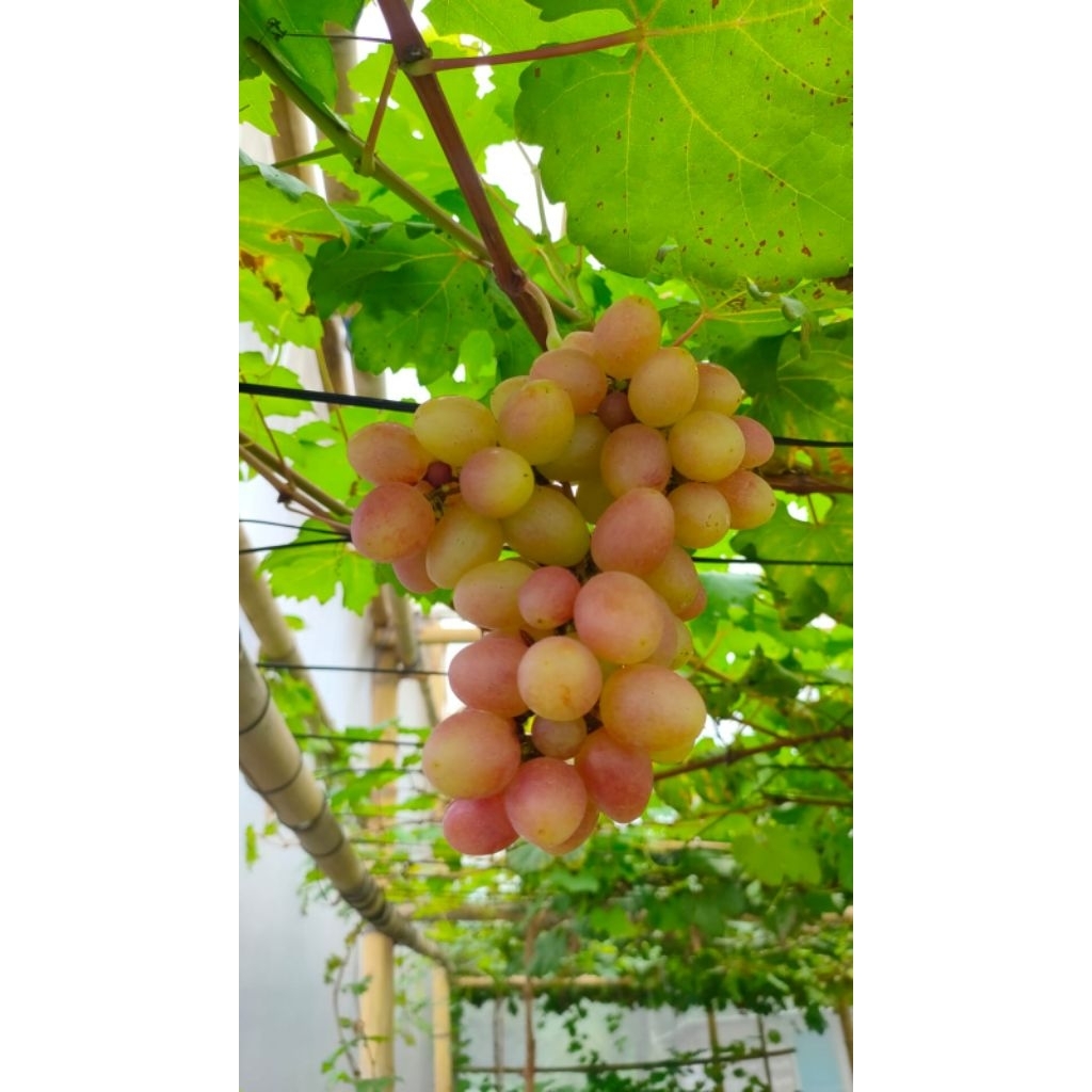 

Bibit Anggur Kupidon