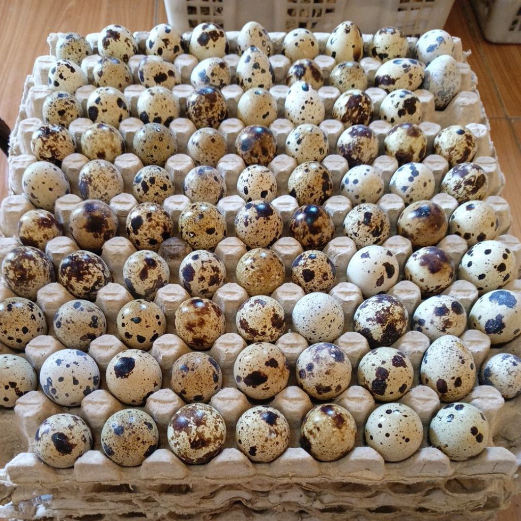 

Telur Puyuh Matang Fresh Langsung dari Peternak Kualitas Asli dari Penjual