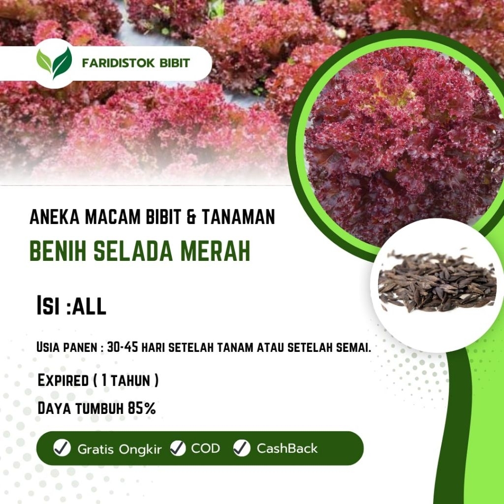 500 biji benih selada merah super