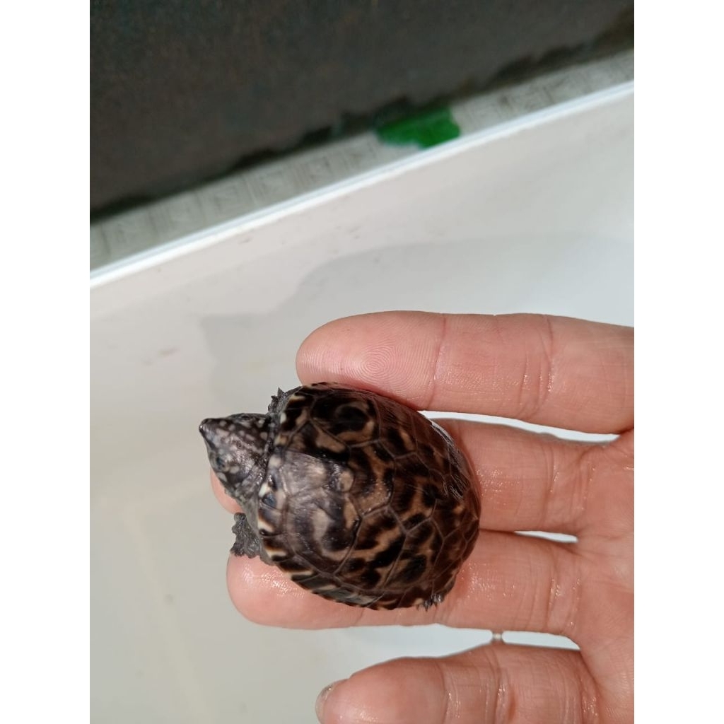 Mexican Giant Musk | MGM