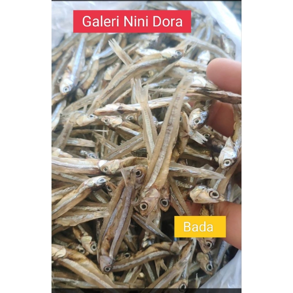 

Bada / langsung dari Pantai Pesisir / Kota Padang