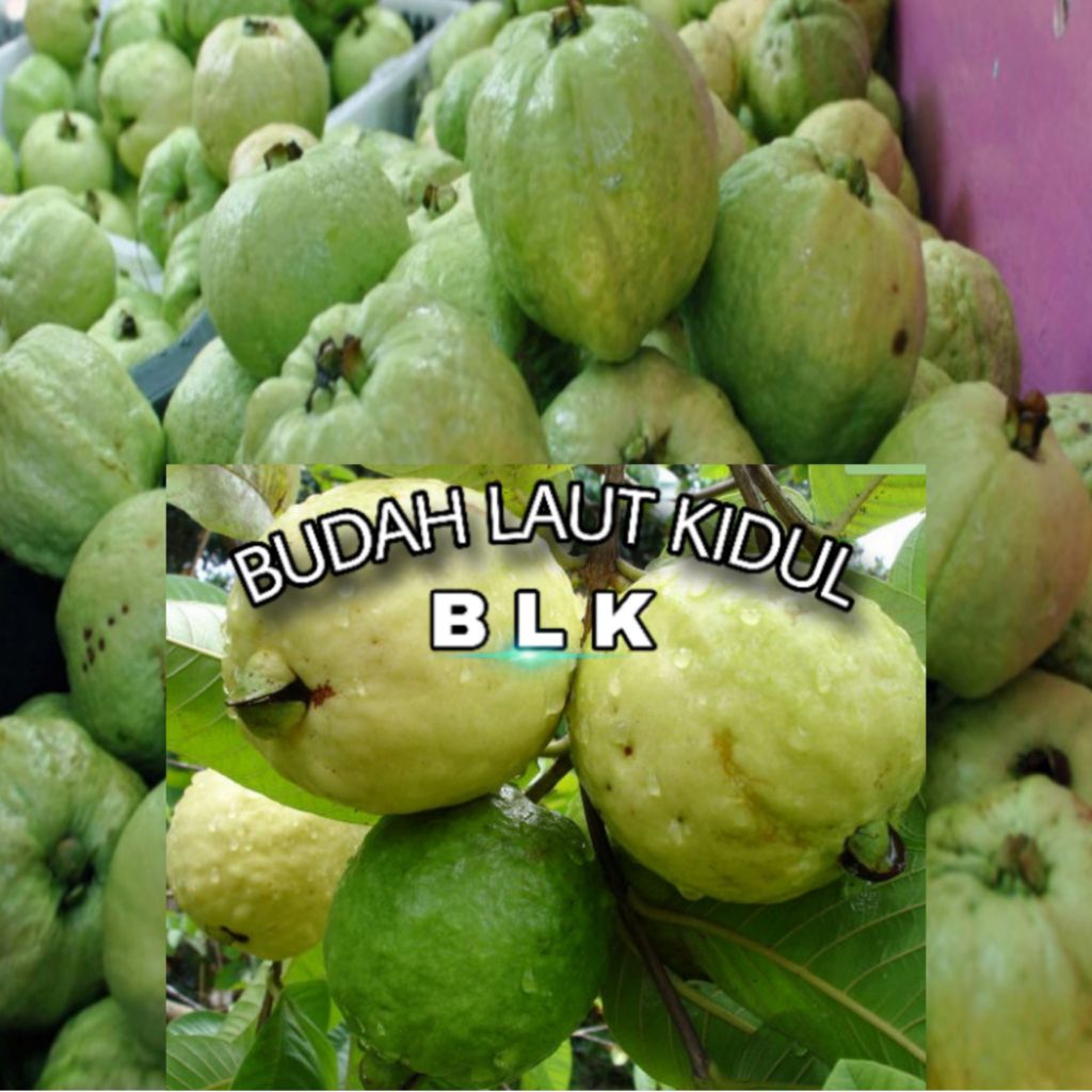 

Buah jambu biji | buah jambu biji ber kualitas | 1 pcs = 1kg