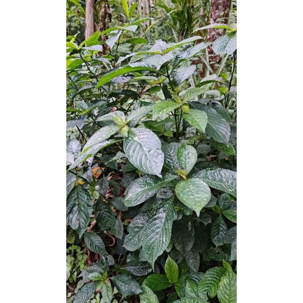 

Herbal daun pecah beling ,keji beling pres 500g