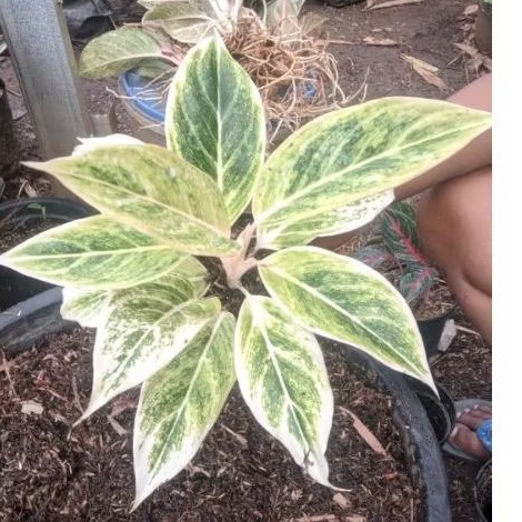 aglonema emerald dragon super tanlok