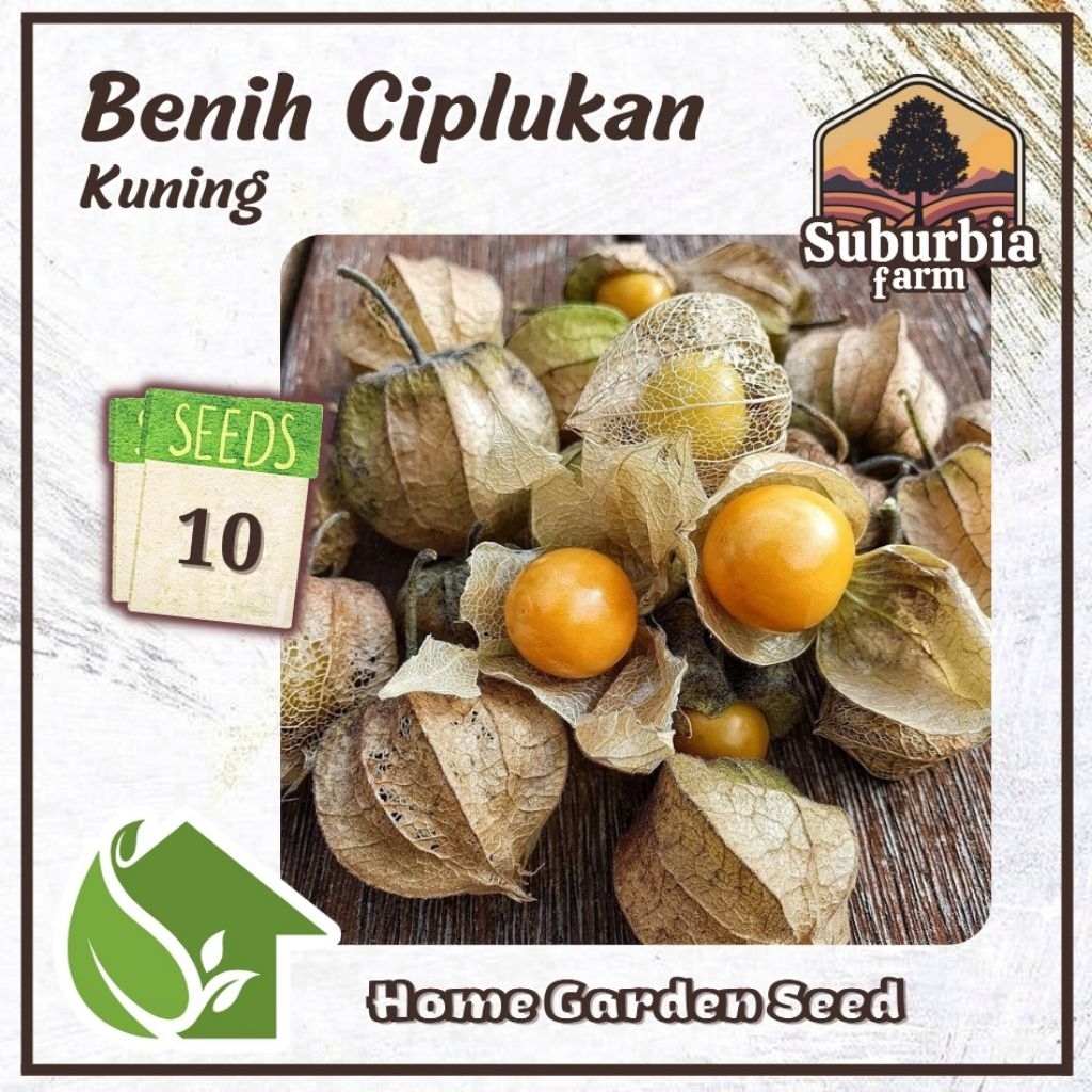 10 Biji Benih Ciplukan Kuning Bibit Golden Berry