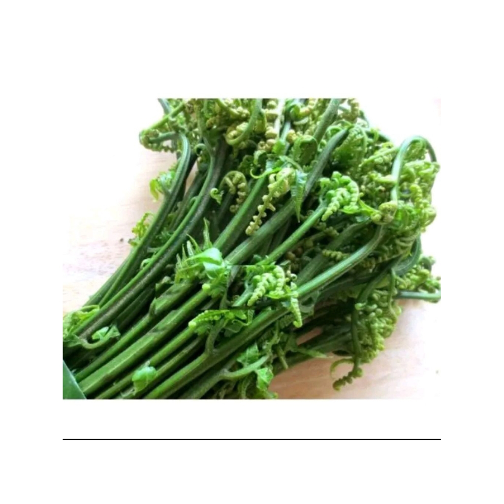 

Pakis sayur / pakis muda lalapan khas sunda per ikat 250g segar