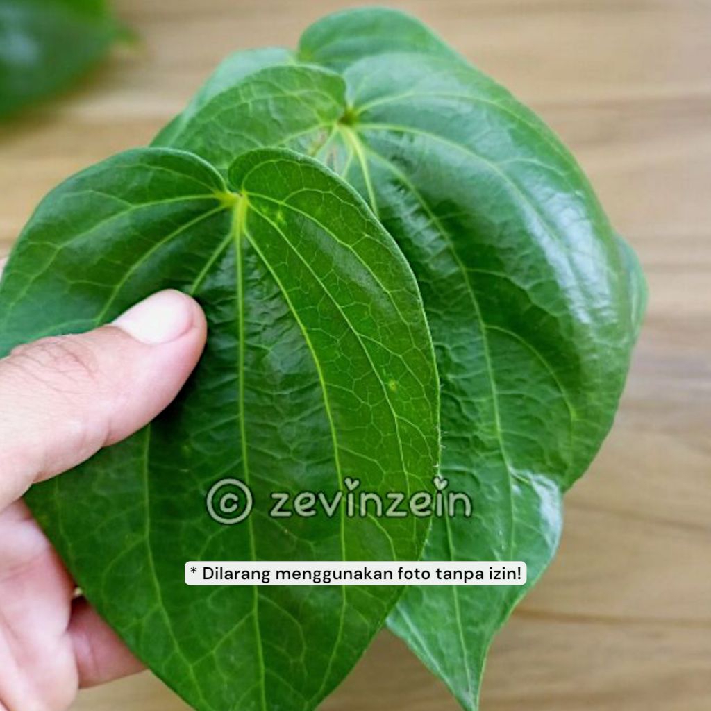 

Daun Sirih Hijau SEGAR Langsung Petik