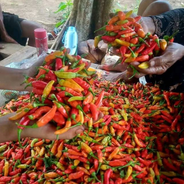 

1kg cabe rawit merah/CRM segar di petik langsung dari kebun/sawah