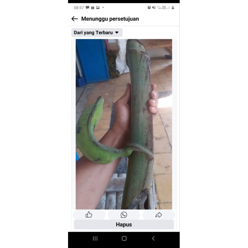 

PISANG SANGKAL 1 harga nego