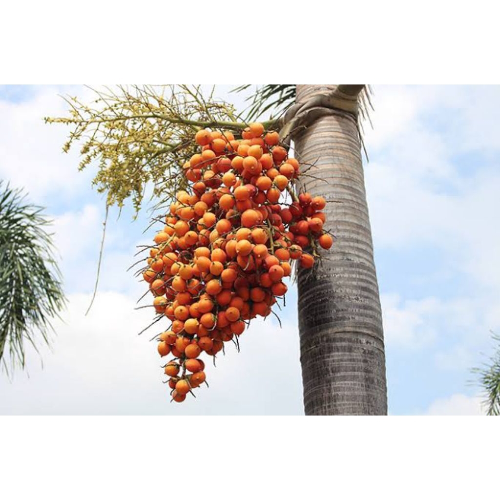 

buah pinang /jambe jebug tua fresh langsung petik dari pohon nya 1kg