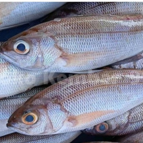 

Ikan Kurisi Segar 1Kg Ikan Kurisi Bali