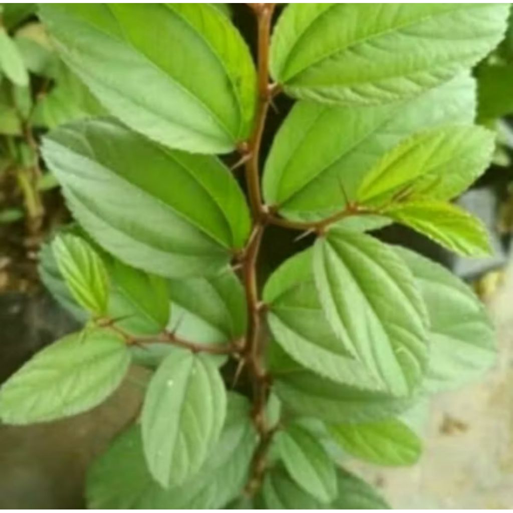 

Bidara daun|daun bidar 100gr