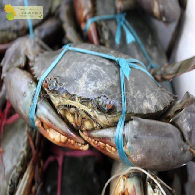 

Kepiting Hidup Live 1Kg Kepiting Segar Kepiting Bakau Jantan Betina