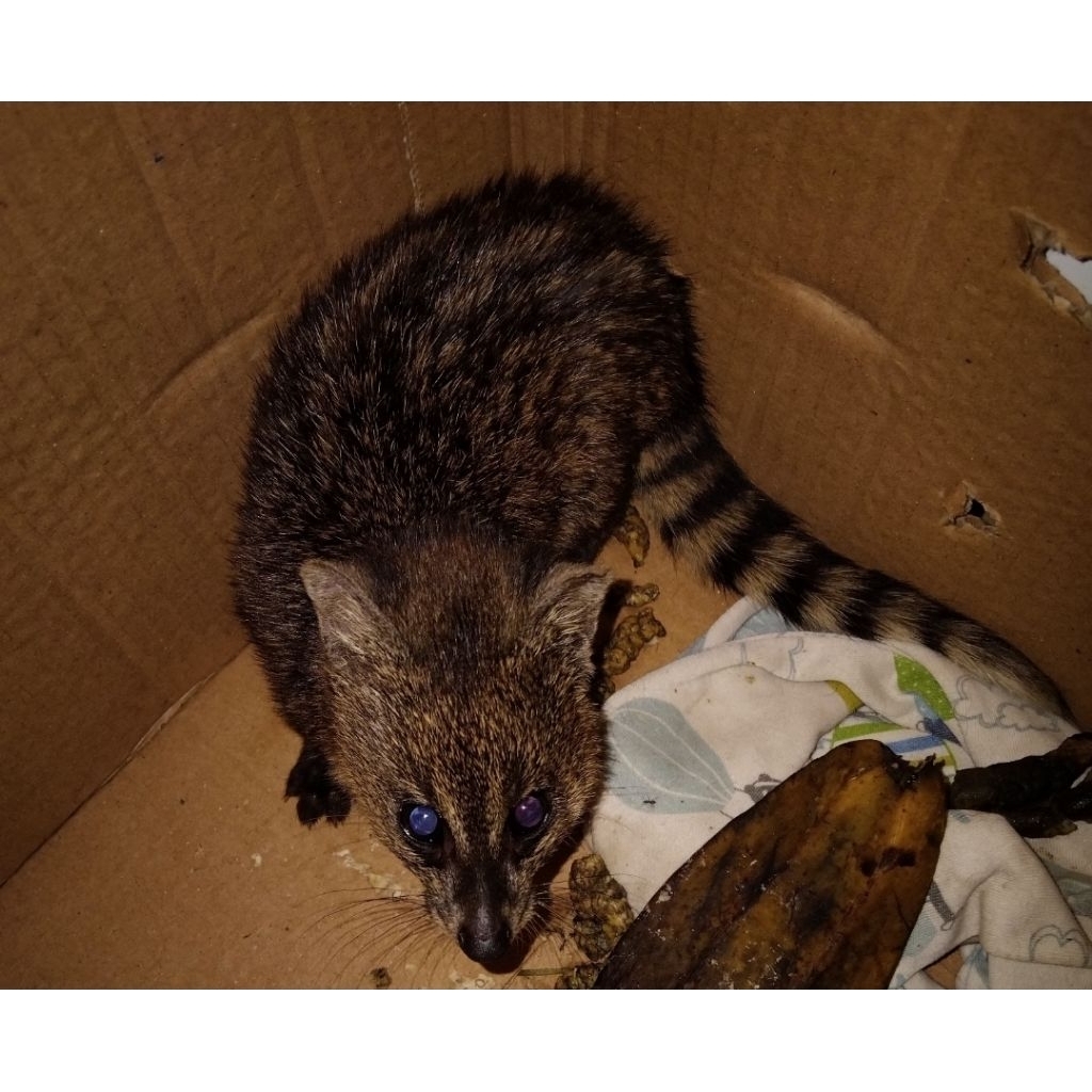 musang rase umur 2bulan