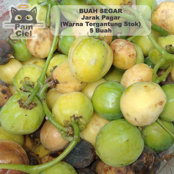 

Buah Jarak Pagar 5 Pcs Warna Hijau Kuning Hitam Tergantung Stok Untuk Obat Herbal Umpan Mancing