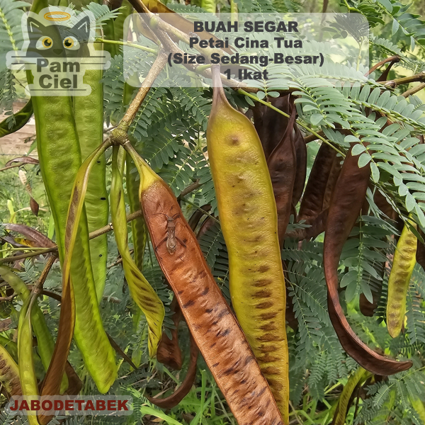 

Petai Cina Tua 1 Ikat Isi 30 Pcs Lamtoro