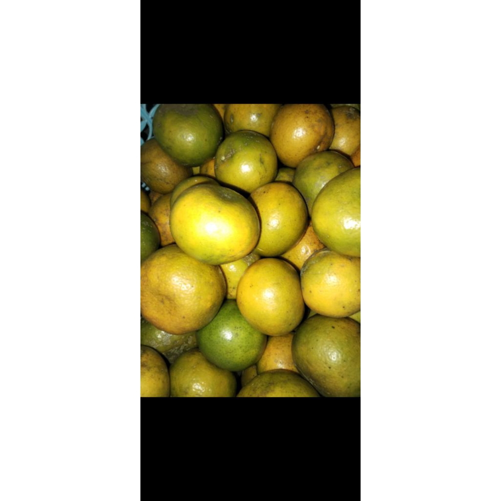 

Jeruk siam fresh 1kg