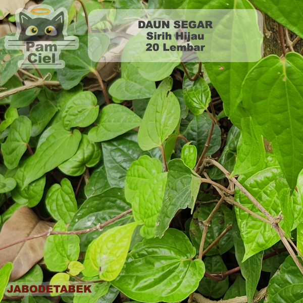 

Daun Sirih Hijau Segar 30 Lembar Obat Herbal