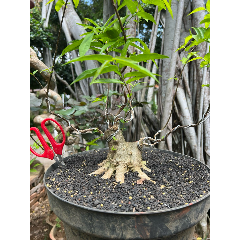 Bonsai anting putri small