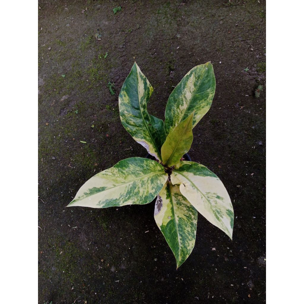 anthurium hookeri variegata