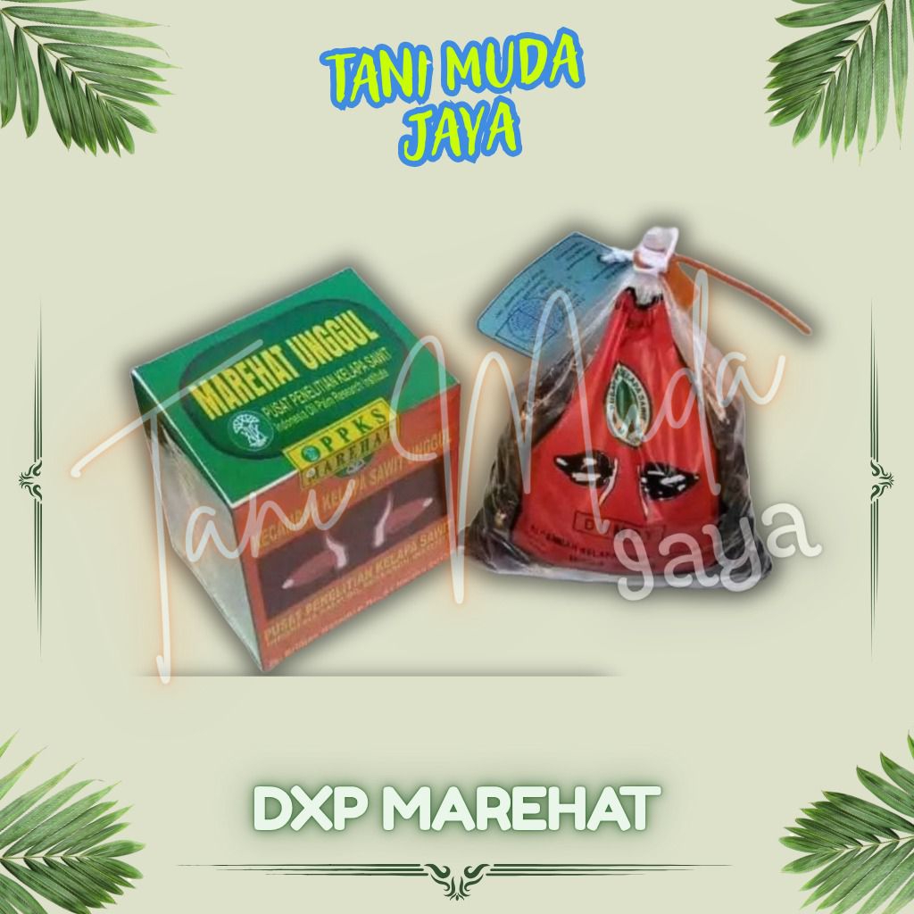 Benih Bibit Kecambah Sawit Varietas MARIHAT DUMPY isi 250 Butir benih berkualitas