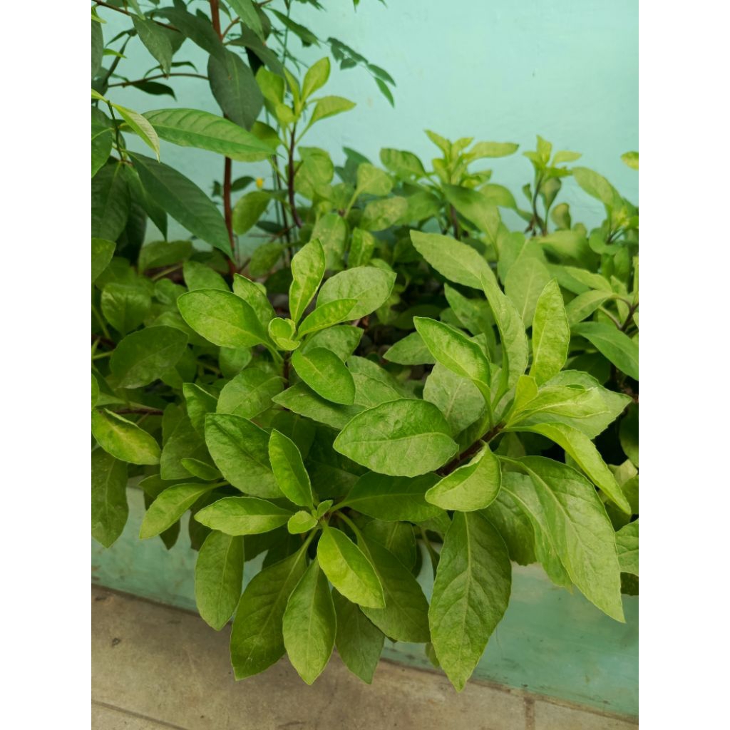 

Daun Sambung Nyawa Segar