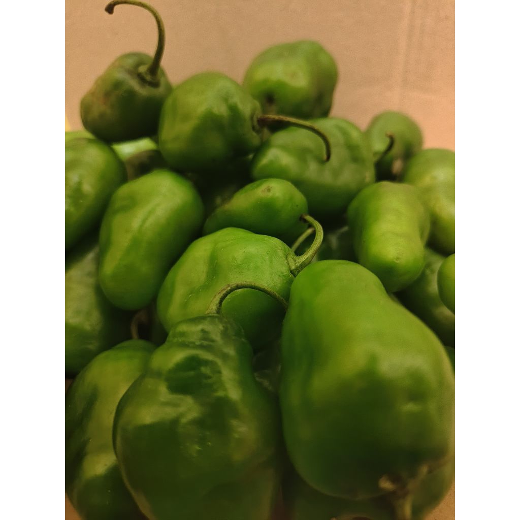 

Cabe gendot segar dan Fressss isi 1 kg asli dari petani