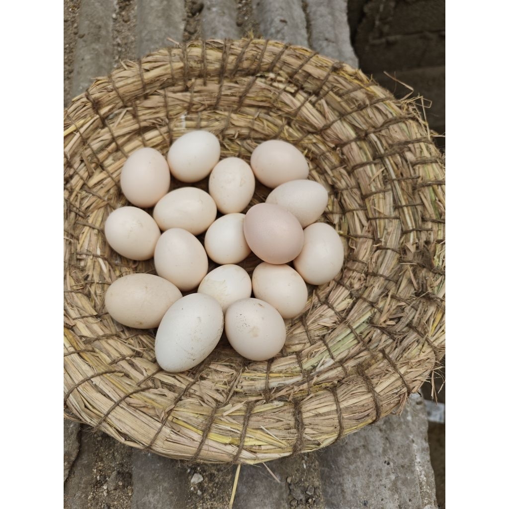 

TELUR TETAS AYAM KINGGORLA