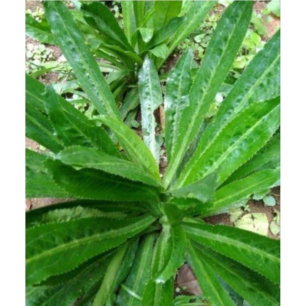 

Daun walang geni walang sangit frees petik langsung 250 gram