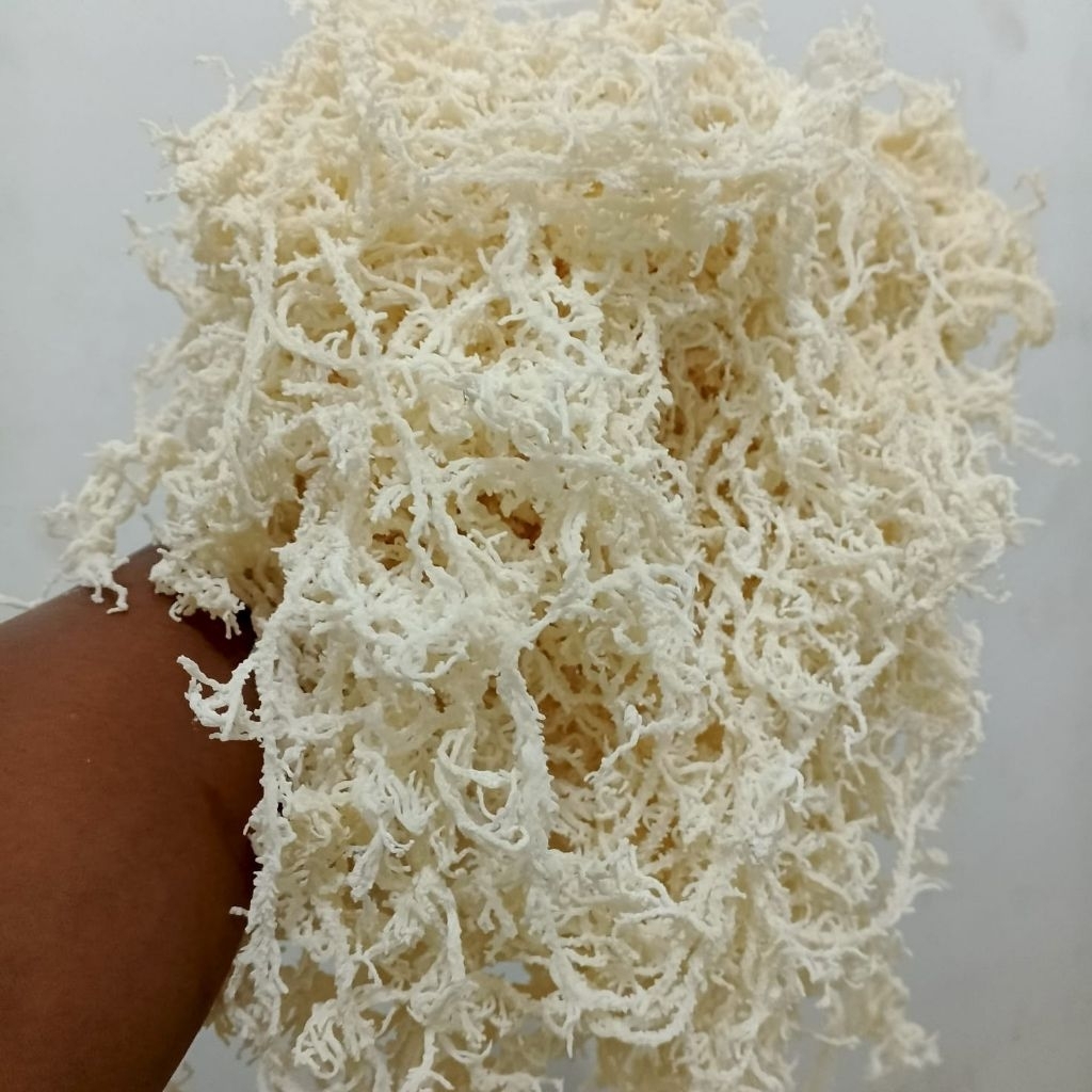 

Rumput Laut 1kg Rumput Laut Kering Untuk Es Campur Agar-agar