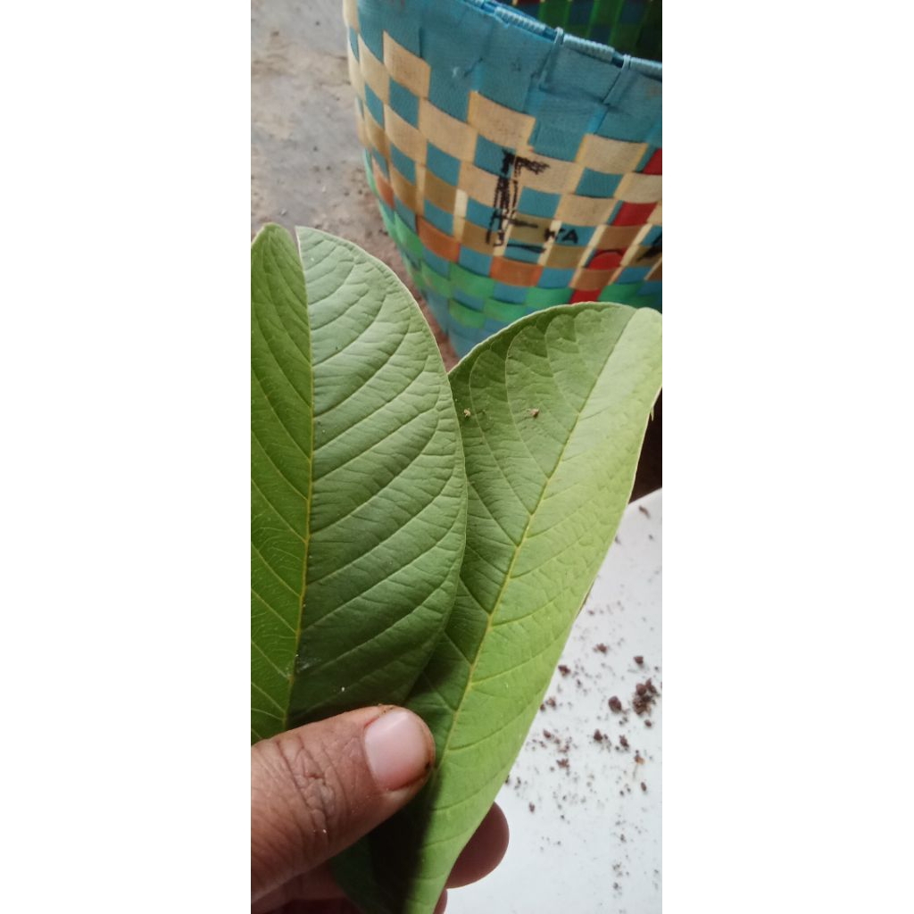 

daun jambub biji dipetik segar per 35 lembar