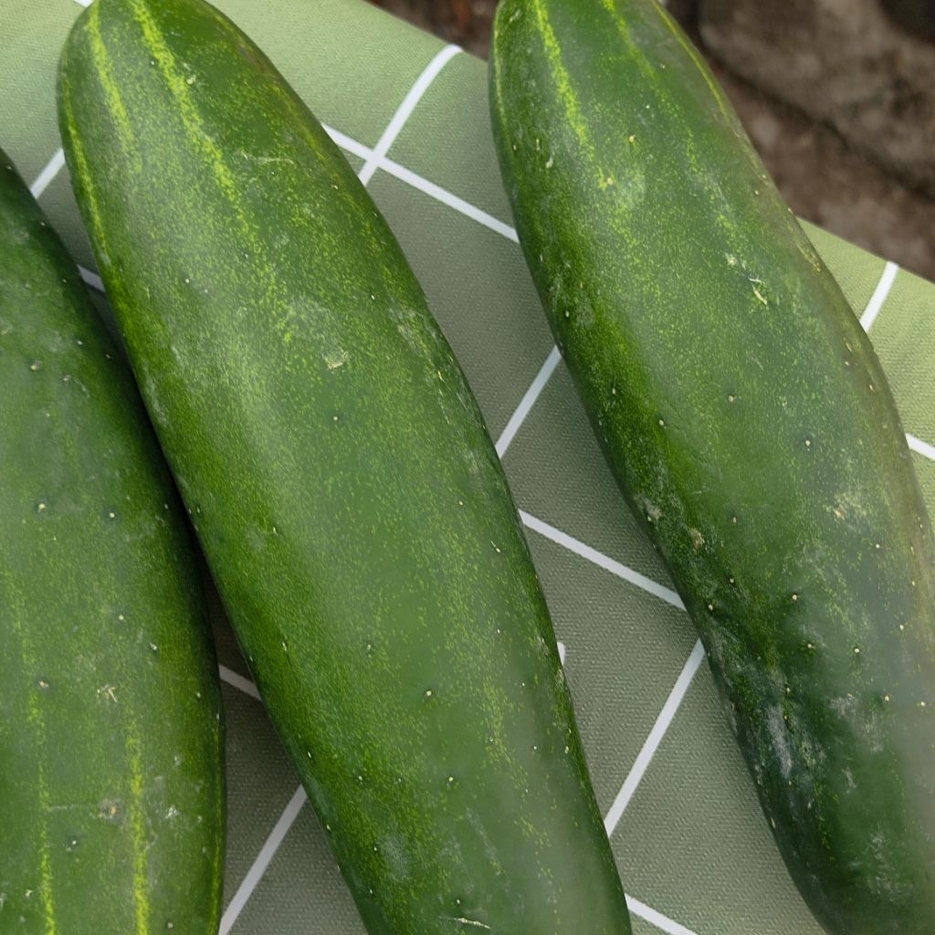 

timun Murah Timun Grosir 100gr Tempat Kulak timun segar Surabaya kulakan sayur di surabaya