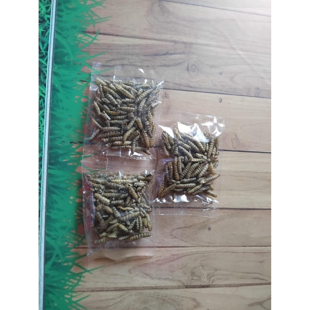 ulat hongkong premium sumber protein hamster