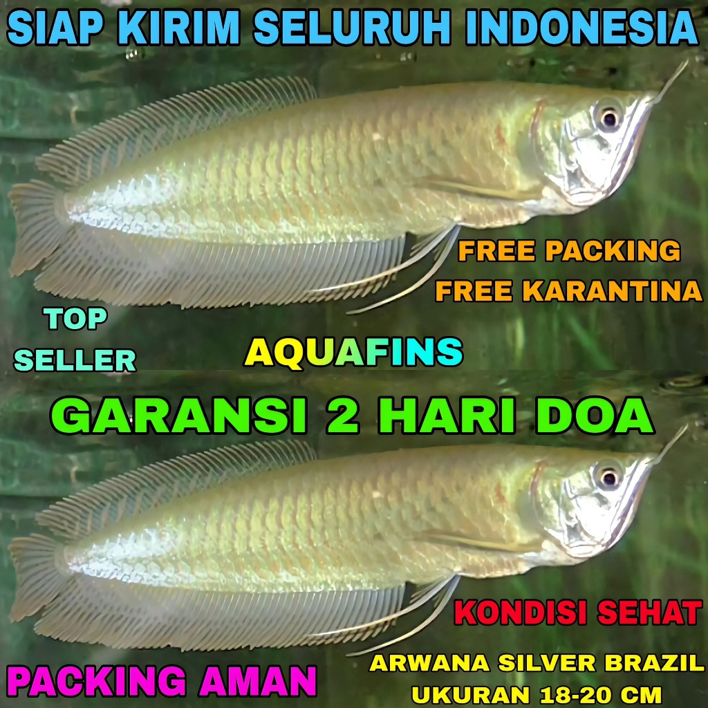 HIASAN ARWANA SILVER PERAK BRAZIL OSTEOGLOSSUM BICIRRHOSUM UKURAN 18-20 CM