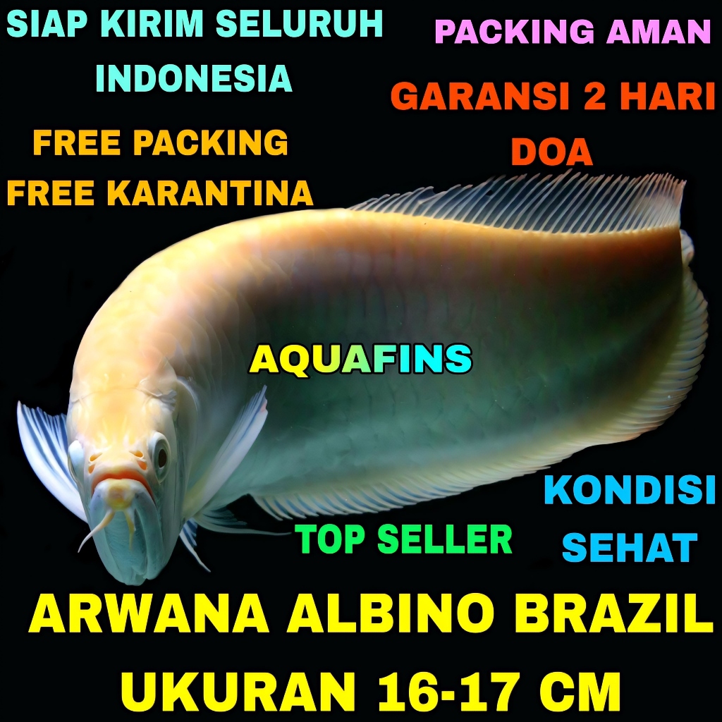 HIASAN ARWANA ALBINO BRAZIL OSTEOGLOSSUM BICIRRHOSUM UKURAN 16-17 CM