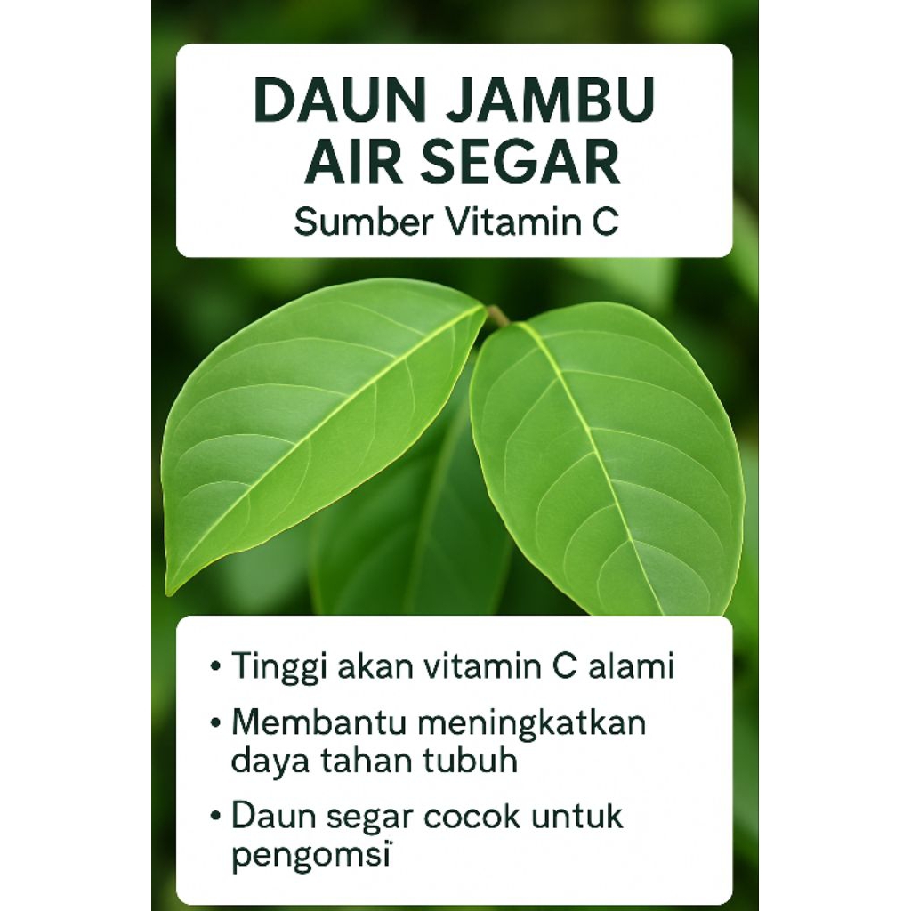 

Daun Jambu Air Hijau Segar | Daun Herbal Alami | Daun Jambu Air Mentah