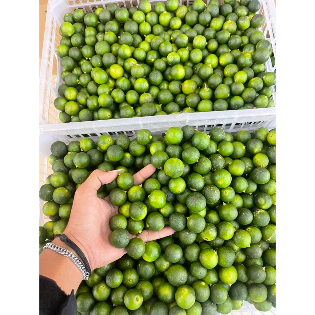 

Jeruk Songkit /Jeruk Kunci / Jeruk Kasturi Fresh 5kg / box