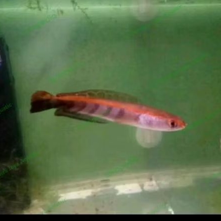 Channa Red Maru Sentarum Good Quality Hiasan Aquarium