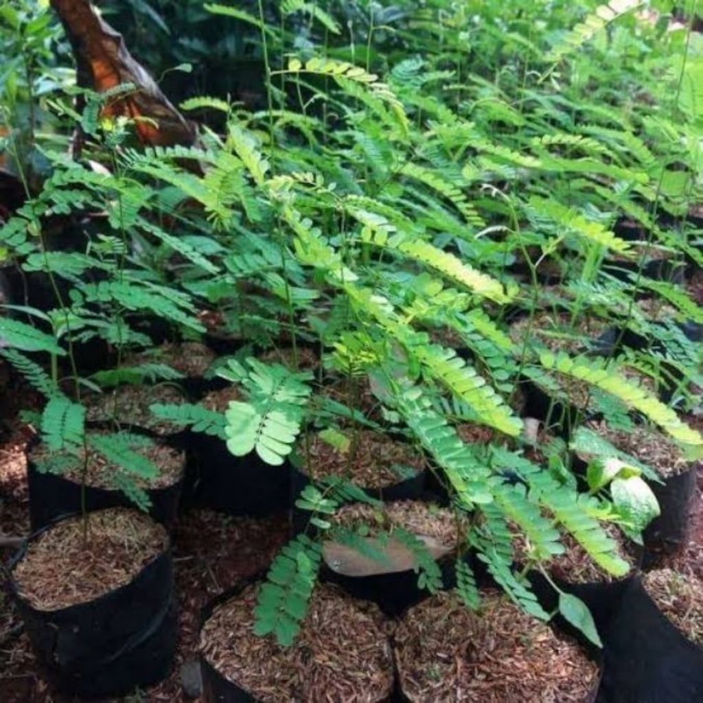 Tanaman herbal saga rambat/pohon saga rimbun