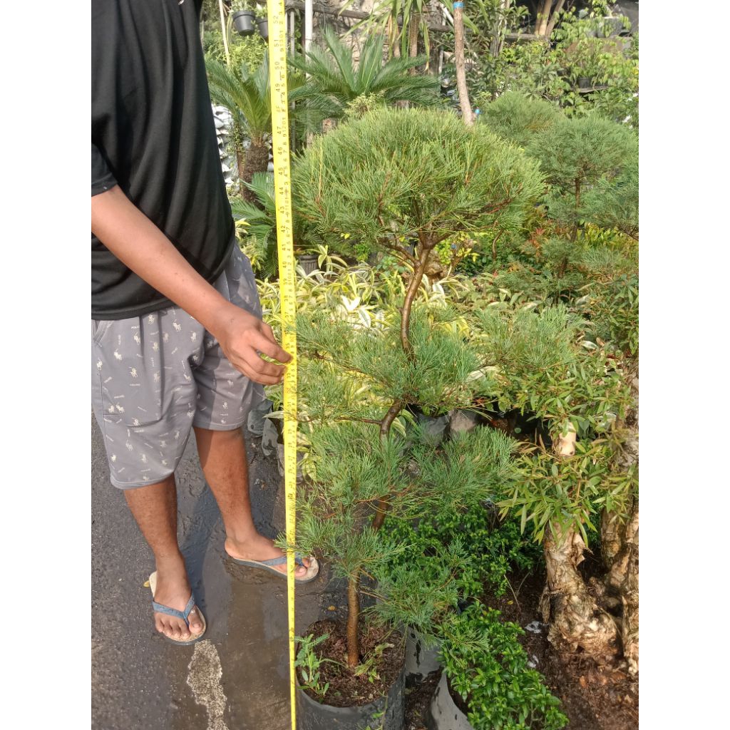 taneman bonsai Cemara udang sudah rimbun untuk ketinggiannya 150cm an kurang lebih