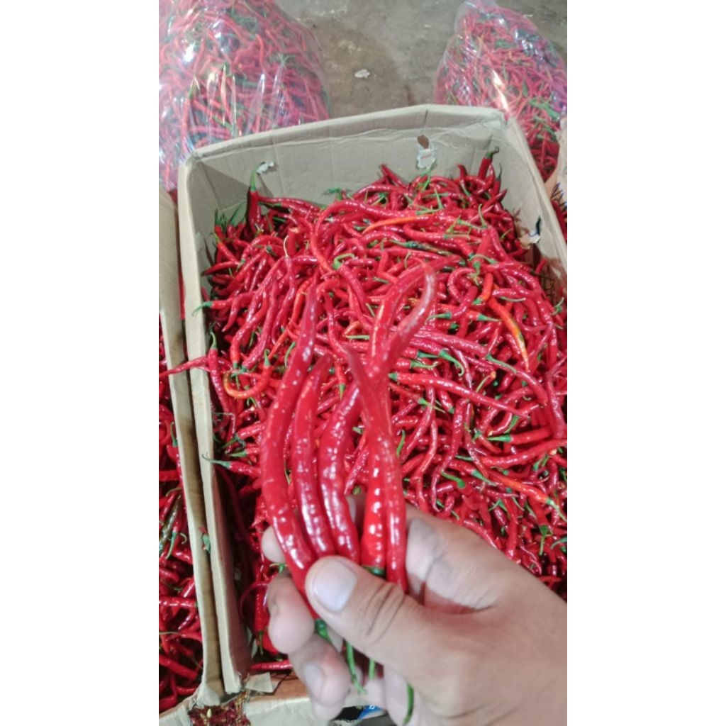 

Cabai keriting 1 kg dan 1/2 kg kwalitas premium fres tiap hari