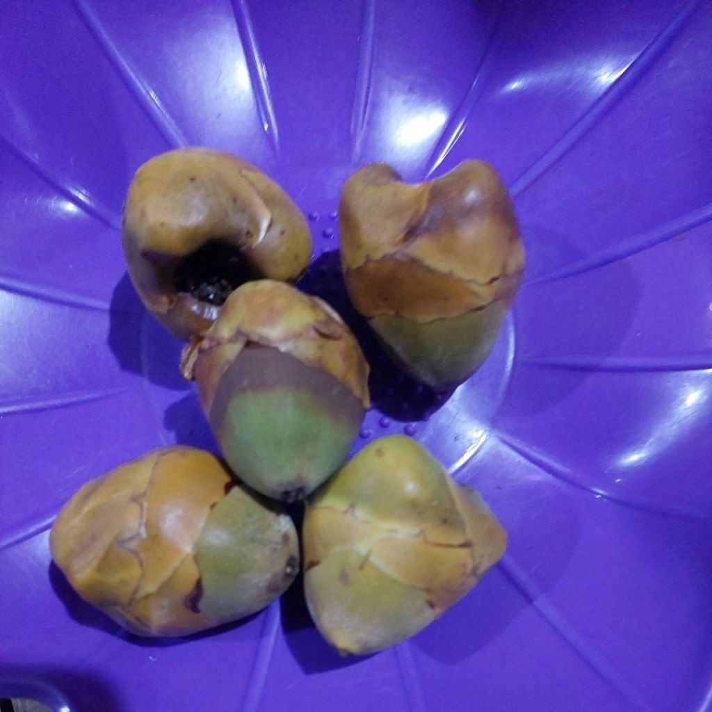 

baruluk atau cengkir kelapa isi 10 murah