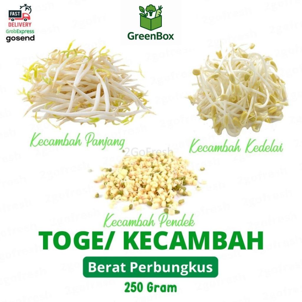 

Toge/ Kecambah/ Cambah Panjang Pendek Kedelai - Sayur Sayuran