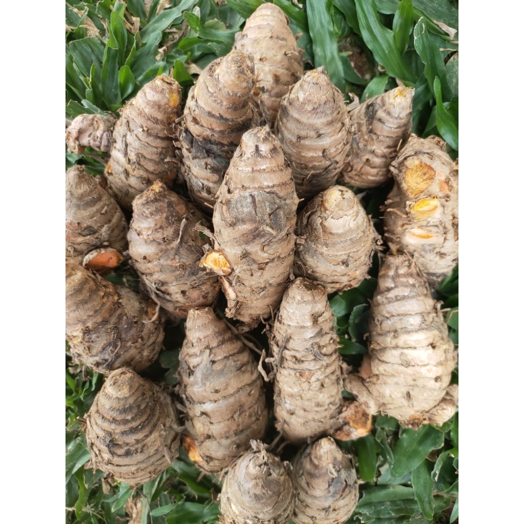 

Biang Kunyit atau Empu kunyit segar langsung dari petani (sudah di cuci )